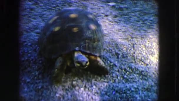 En sköldpadda går på grus och pries lite — Stockvideo