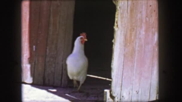 Курица выходит из фермерского курятника — стоковое видео