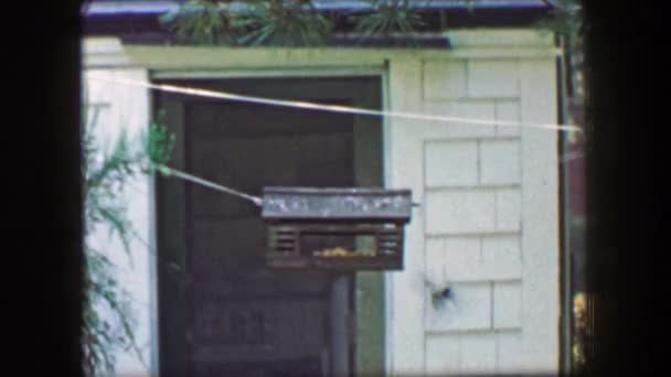 Jay bird feeder habitat house — Stock Video