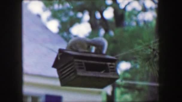 Squirrel invader bird feeder — Stock Video