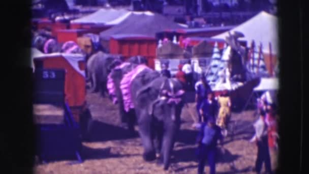 Elephant row at the circus — Stock Video