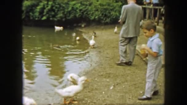 Goose chasing retreating boy feeding popcorn — Stock Video