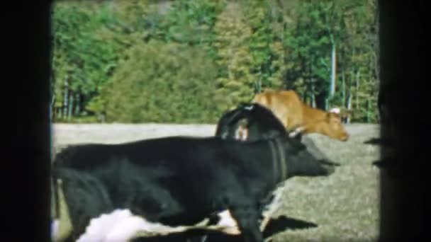 Vaches marchant sur les champs d'herbe verte — Video