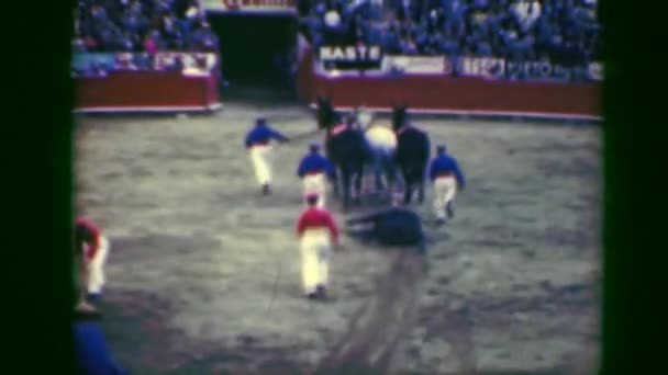 Torero bullfight slayed animal dead corpse dragged away from arena — Stock Video