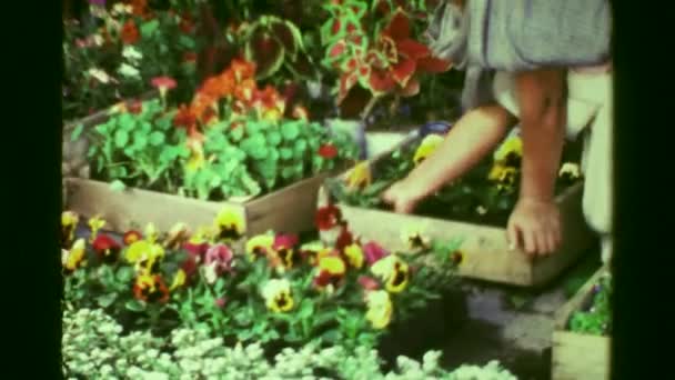 Woman picking out flower plants — Αρχείο Βίντεο