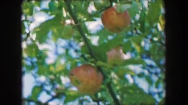 Apples on tree branch — Stock Video