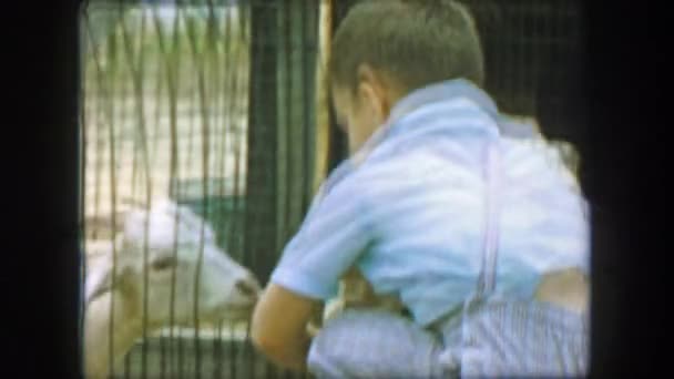 Chłopiec karmienia kóz, pieszczoty w zoo — Wideo stockowe