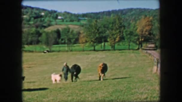 Фермер ходит в тандеме с коровами — стоковое видео