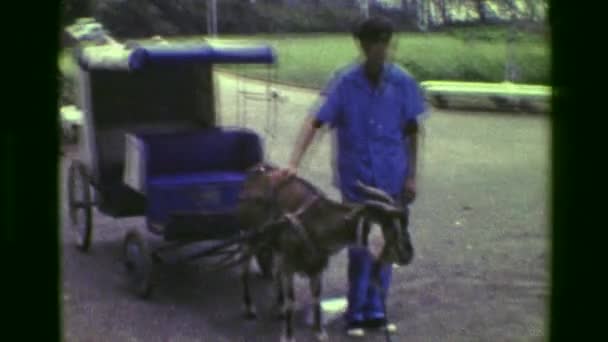 Goat powered luxury urban transportation — Stockvideo