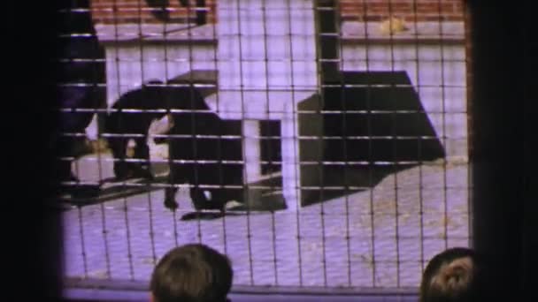 Macacos sendo alimentados por pessoa com uma garrafa em uma gaiola — Vídeo de Stock