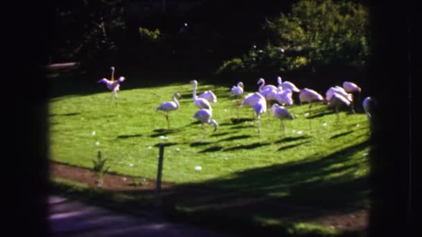 Gruppe von Flamingos in Frankreich — Stockvideo