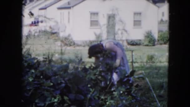Žena sama pracující ve dvoře prořezávání keřů — Stock video