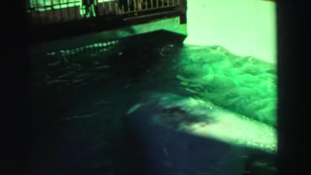 Seelöwen in der Nähe eines Tores warten darauf, dass es sich öffnet — Stockvideo