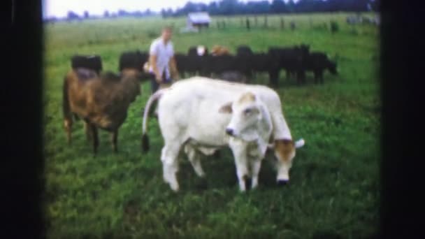 Hombre en el campo con vacas — Vídeo de stock