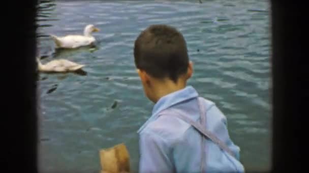 池にいるアヒルを供給 dapper の若者 — ストック動画