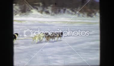 Kış kızak köpek yarışı 