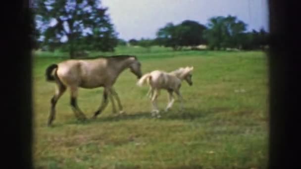 Little horse playing with mother horse — Stock Video