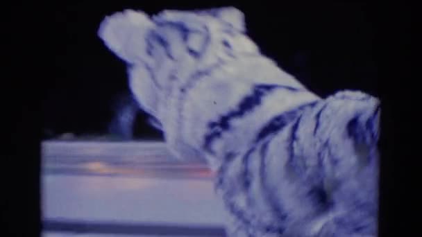 Εμφάνιση πάγου που χαρακτηρίζει μια τίγρη πατινάζ — Αρχείο Βίντεο