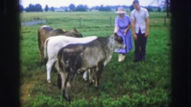 Una mujer acariciando sus vacas — Vídeo de stock