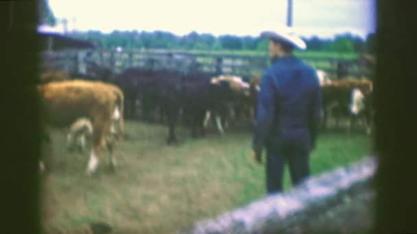 Um agricultor observando sua manada de vacas — Vídeo de Stock