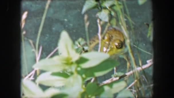 Frog hiding in pond waters — Stockvideo