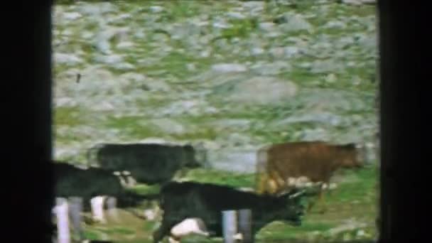 Αγελάδες, πεζοπορία σε μονοπάτι — Αρχείο Βίντεο