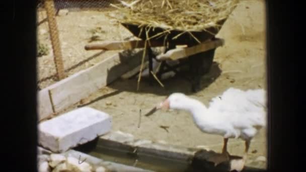 Goose drinking water — Stock Video