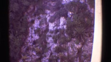 bir orman alanı görünümünü görülür