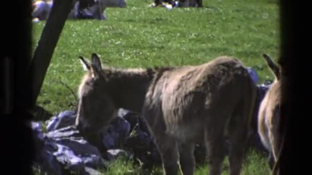 Donkeys having a casual time — Stock Video