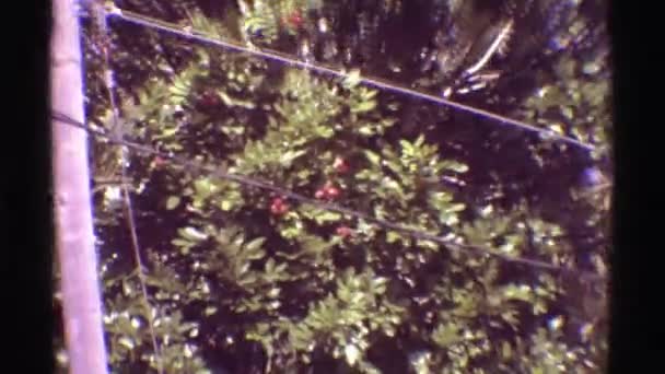 Vue sur les arbres tropicaux et deux à une station — Video