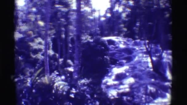 Ruisseau et rapides d'eau vive dans une forêt dense — Video