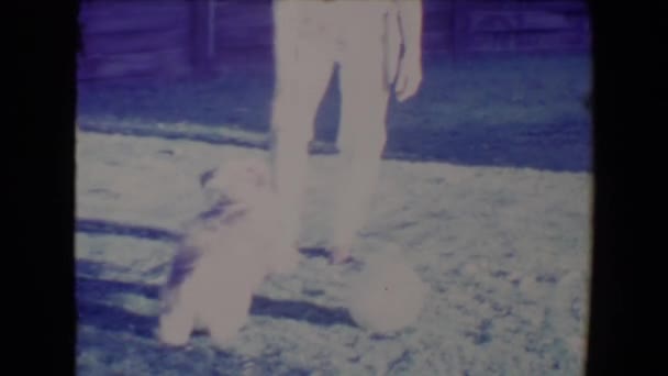 Γυναίκα έξω στο χορτοτάπητα πειράγματα ένα σκυλί — Αρχείο Βίντεο