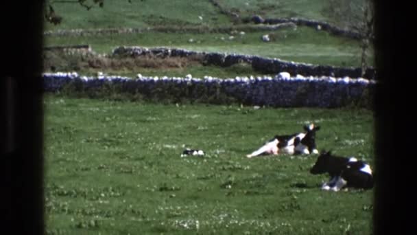 Vacas que descansan en una zona rural — Vídeo de stock