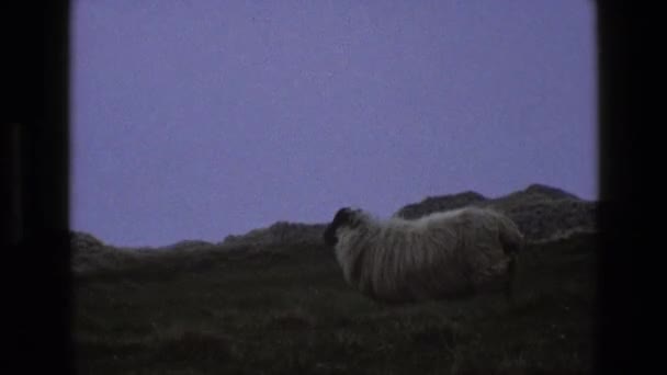 Schapen lopen op het gebied — Stockvideo