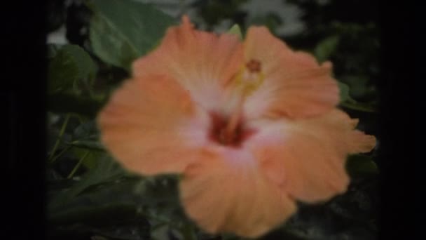 A zoom egy virágot közelről látható — Stock videók