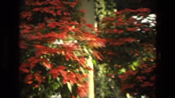 Foglie rosse è visto parte di una zona giardino — Video Stock