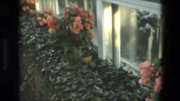 Una donna che visita un arboreto rosa — Video Stock