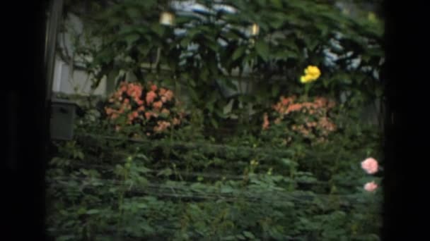Eine Blume an den Langholzgärten — Stockvideo
