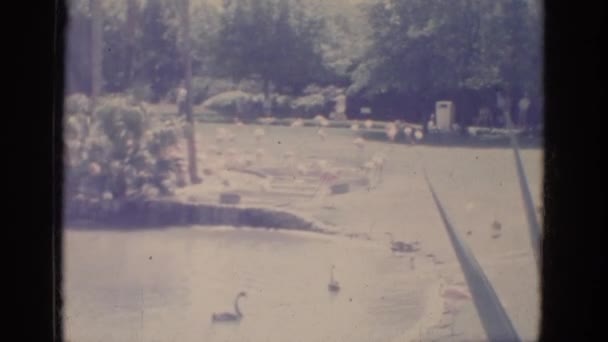 Flamingos stehen und bewegen sich im Wasser — Stockvideo