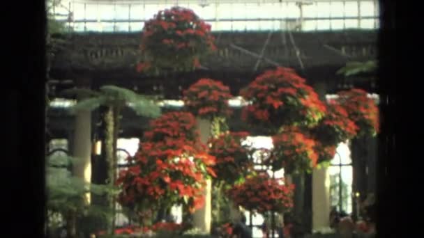 Fiori nei giardini di latifoglie — Video Stock