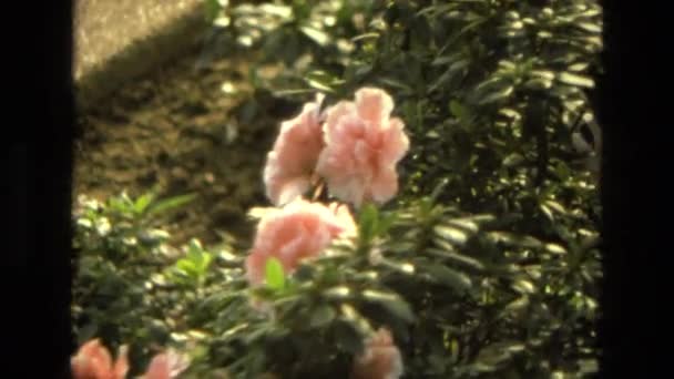 Um close de uma cena de flor — Vídeo de Stock