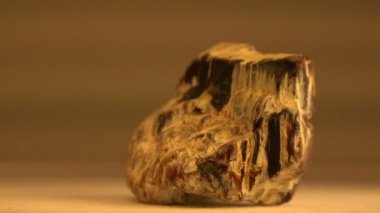 Petrefied ahşap görünümünü yakın çekim