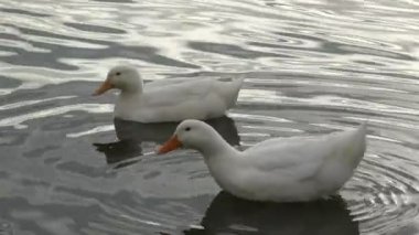 iki beyaz ördek Yüzme