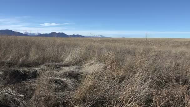 Pan de montagnes de lit de cerf — Video