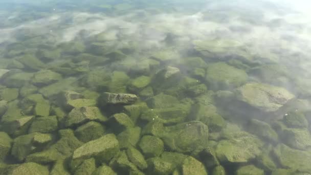 해 조류 대상된 강 바위 — 비디오