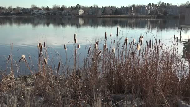 Cattails Over Lake In hoog uitkijkpunt — Stockvideo