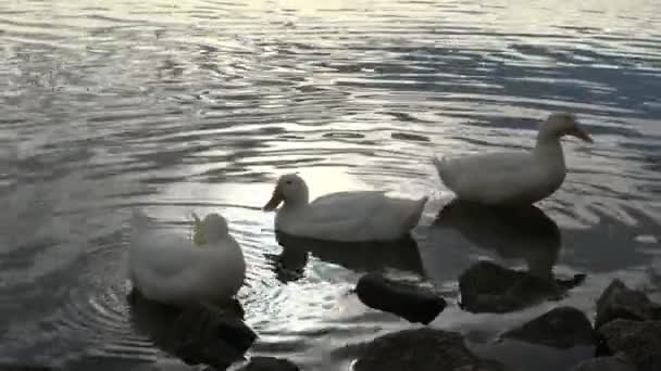 Patos descansando junto al borde del agua — Vídeos de Stock