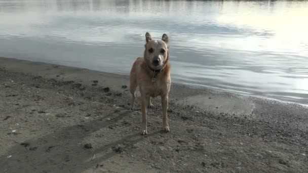 Perro quejándose cerca del borde de la playa — Vídeo de stock