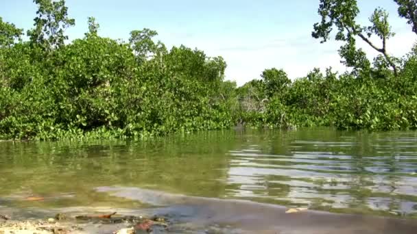 Rippling Water Flowing Down — Stock Video