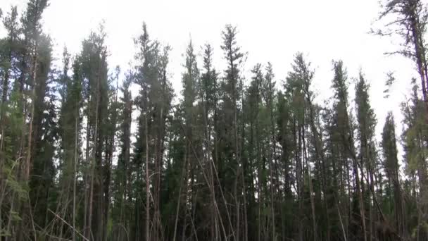 Rüzgar Ağaçlar sallanan — Stok video